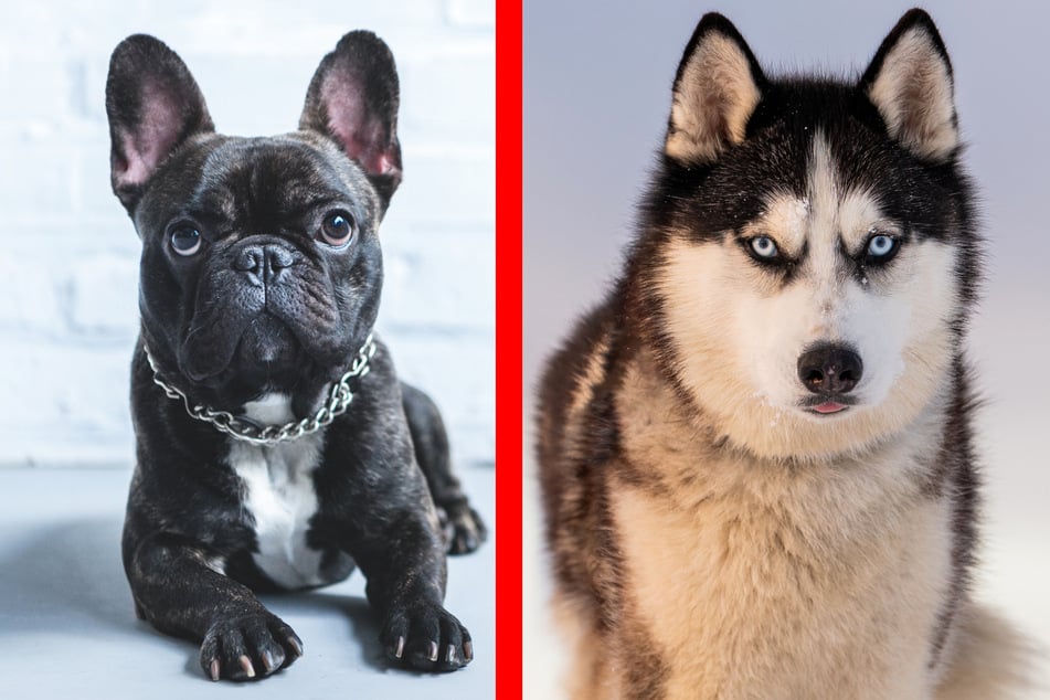 French bulldog and husky mix conquers hearts on the internet!