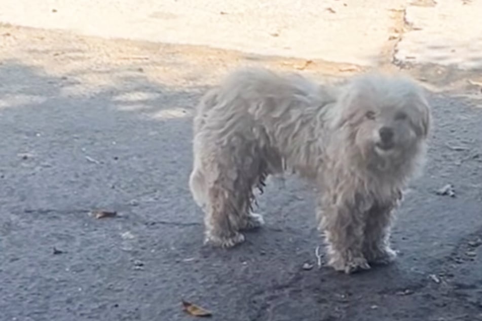 National Dog Day: Dog abandoned by family breaks rescuers' hearts with this tragic behavior