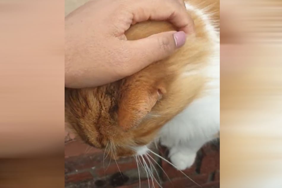 This isn't TikTok user Zahra's cat, it's her neighbor's feline.