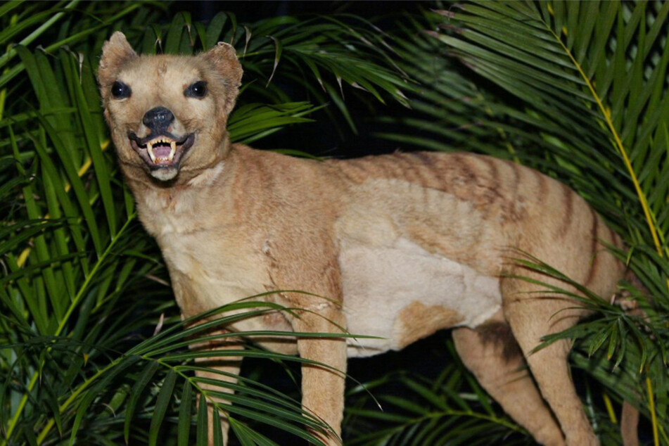 Tasmanian tiger could be "de-extinct" in ten years, scientists say