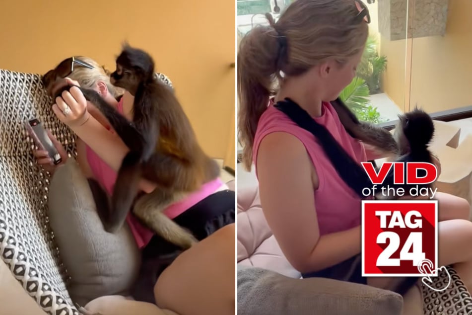 Viral Video of the Day for September 22, 2025: Monkey hilariously crashes couple's honeymoon!