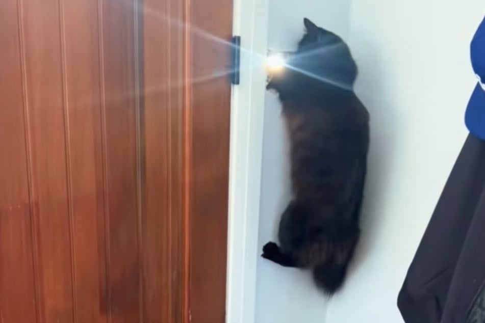 The cat fights the letter carrier for his territory.