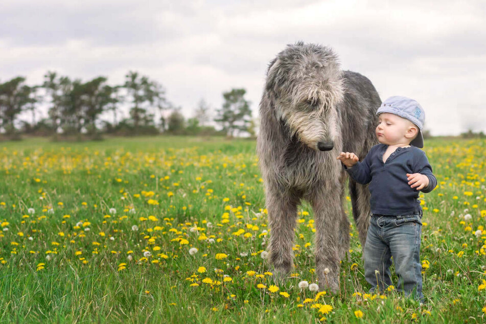 Largest dog breeds in the world: Here are the top 10 biggest dogs
