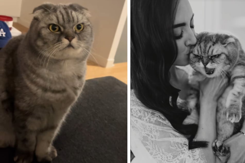 Floyd the cat was anything but enthusiastic about his owner getting married.
