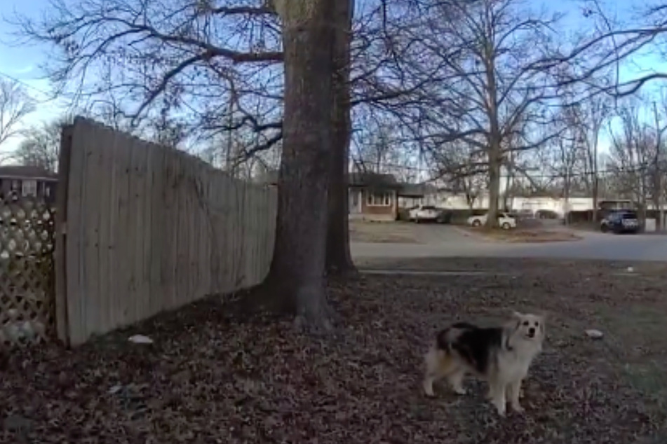 This furry friend became a hero!
