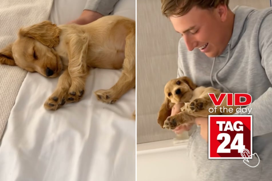 Viral Video of the Day for June 1, 2026: Owner can't handle cuteness of sleeping puppy!