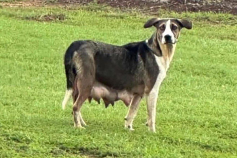 Annie, the dog mother, has lost her own puppies.