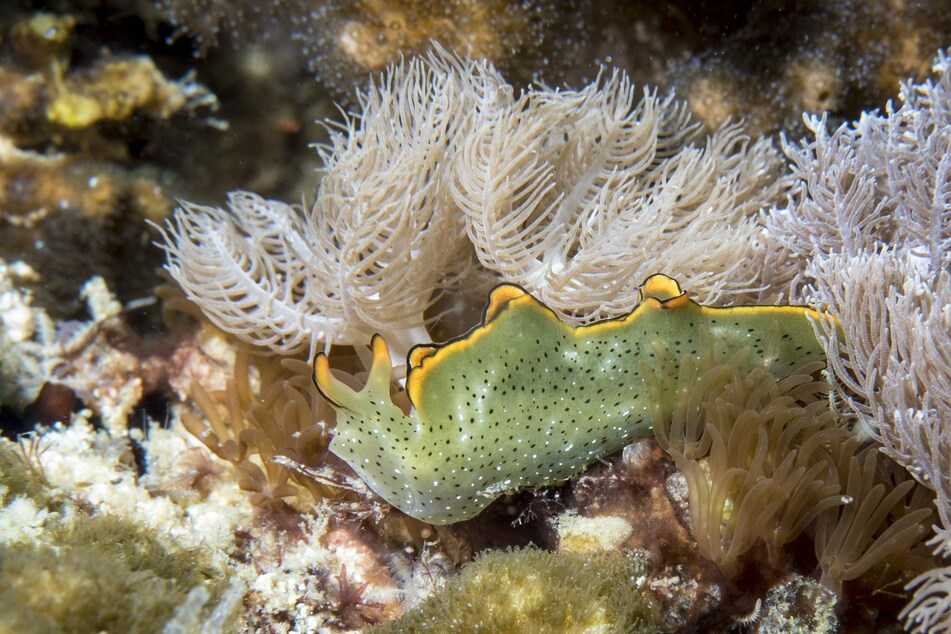 Two species of the sacoglossan sea slug are able to shed and then regenerate their entire body. (stock image)