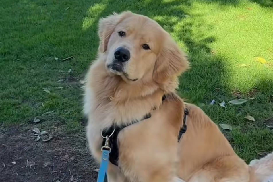 Golden Retriever Zebby just doesn't want to understand that there are no more tennis balls in this tree – or are there?