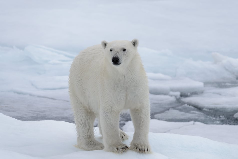 Polar bears are suffering from global warming as the Arctic heats up (stock image).