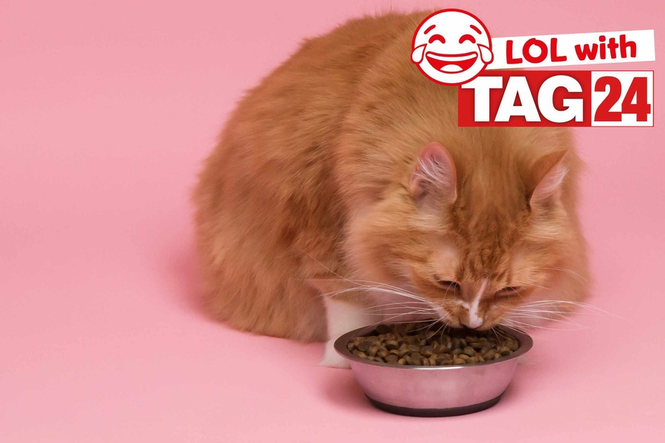 Joke of the Day for May 16, 2026: A cat-astic funny for Caturday