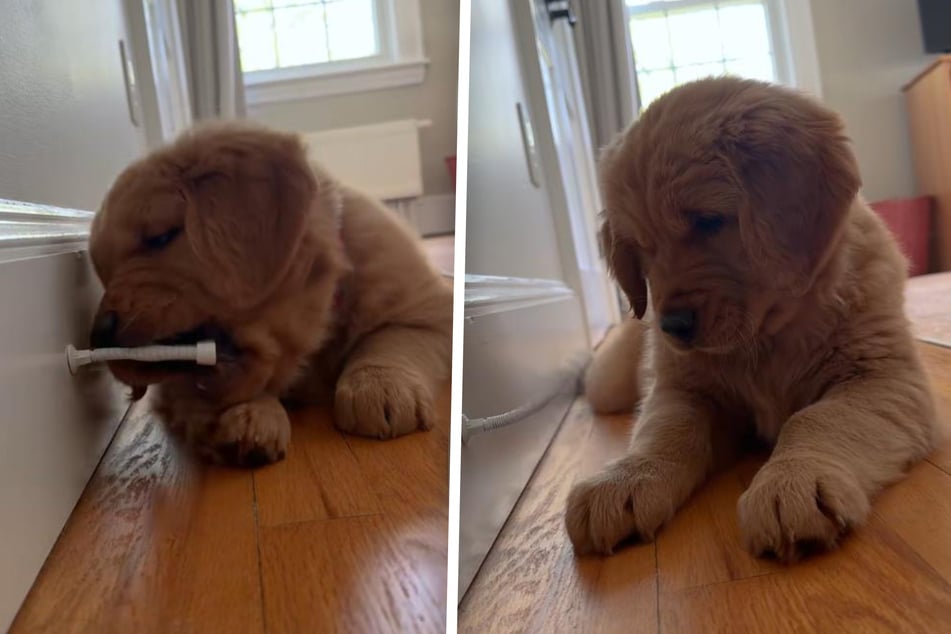 Golden Retriever puppy wages adorable war on door stopper in hysterical video