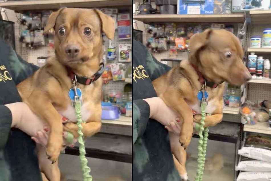 The little doggo was visibly shocked by his feathered counterpart.
