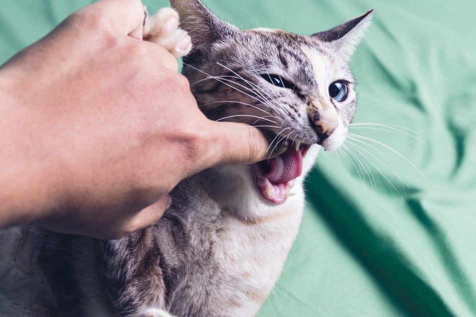 It's not clear exactly what will turn a house cat into a man-eater.