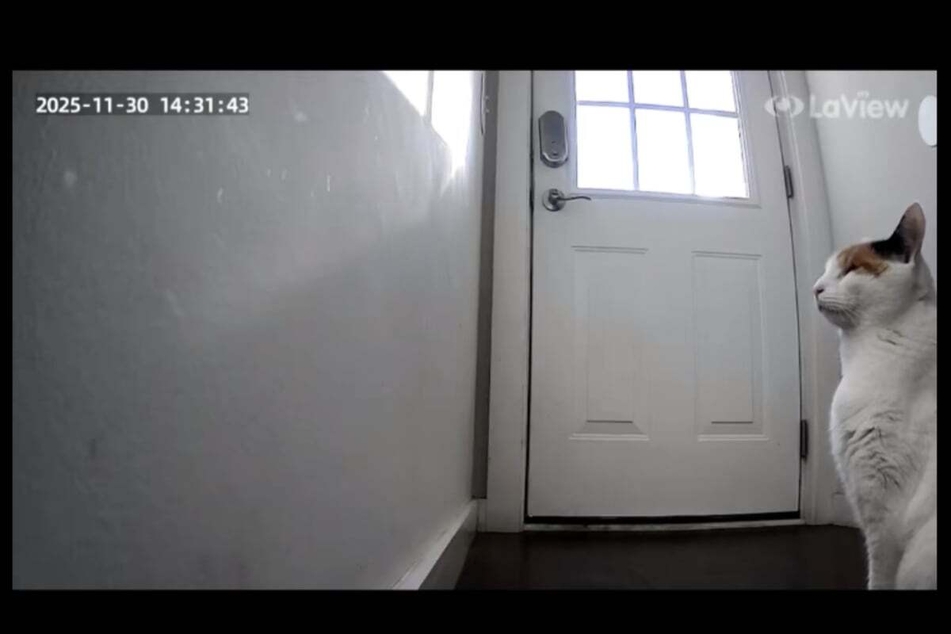 Owner Gigi could hardly contain her laughter at the images from the surveillance camera.