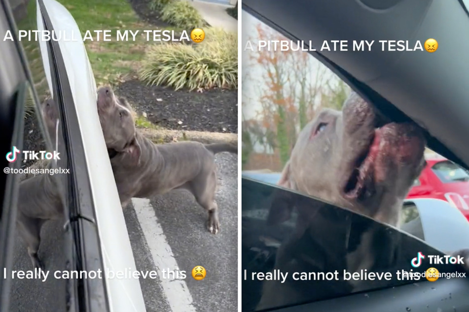 After a pit bull bit his owner, the dog also went after other people and a Tesla.