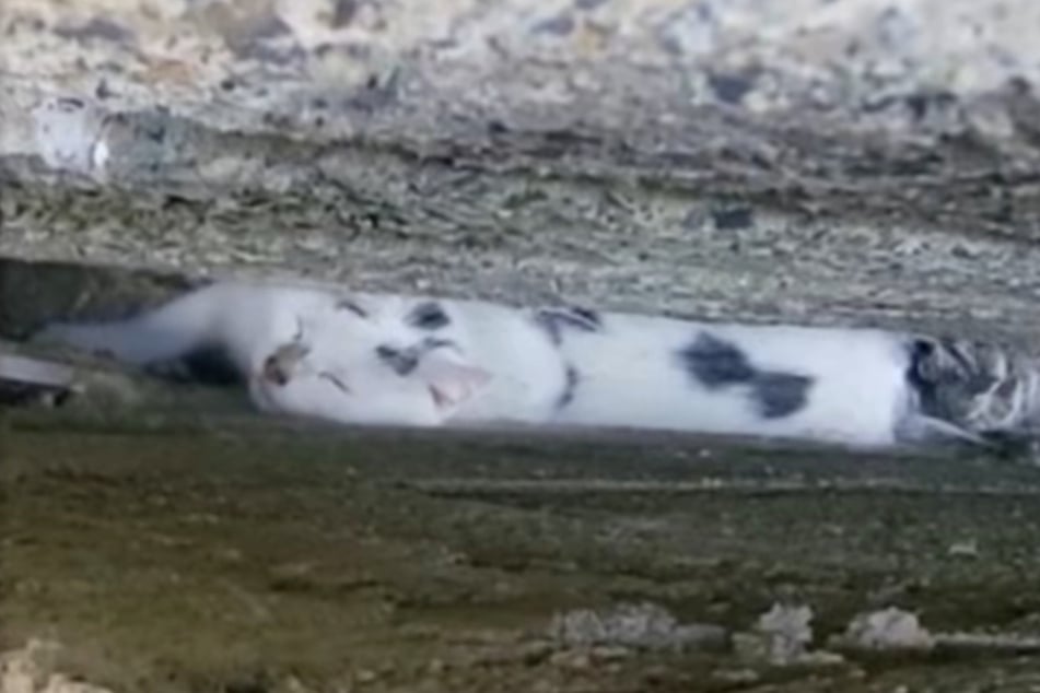 Climbing the walls got this cat into a tight situation. Luckily, rescuers were able to free the trapped animal. 