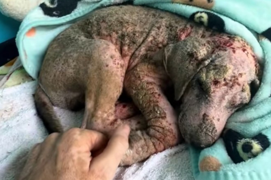 His rescuers thought Rodney the dog was dying as they tried to help him with lots of love.