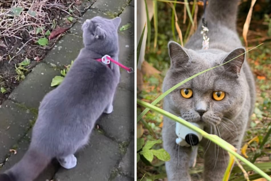 Cat on a walk solves a two-month-old mystery! 