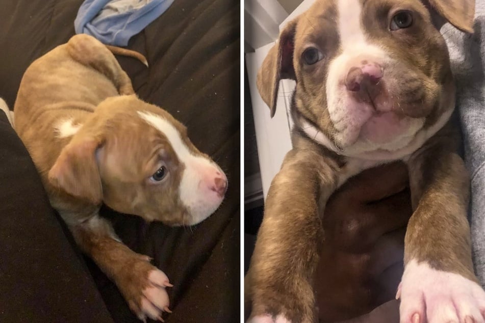 Dog alternates between shelters and the streets – meanwhile, his first owner never stopped searching