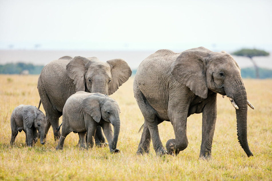 Experts finally know what caused mass elephant die-off in Africa!