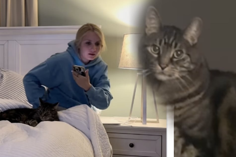 Cat has hilarious meltdown after his owner messes with his bedtime routine!
