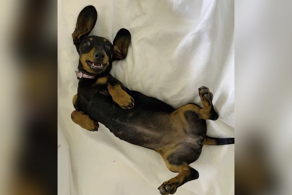 Valerie's rescuers described her as "tiny" but formidable.