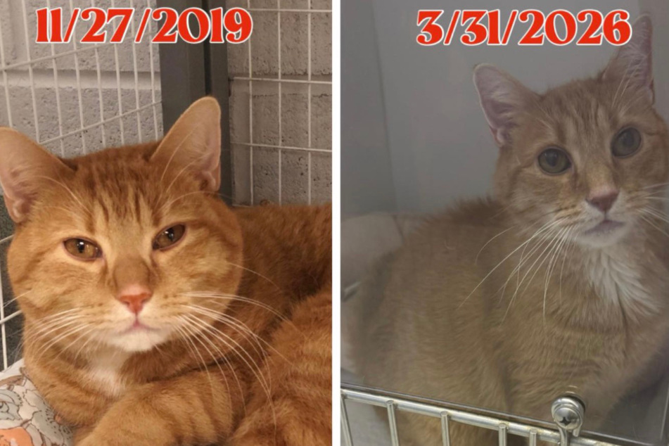 Carlton the cat came back to the home after seven years, looking much thinner.
