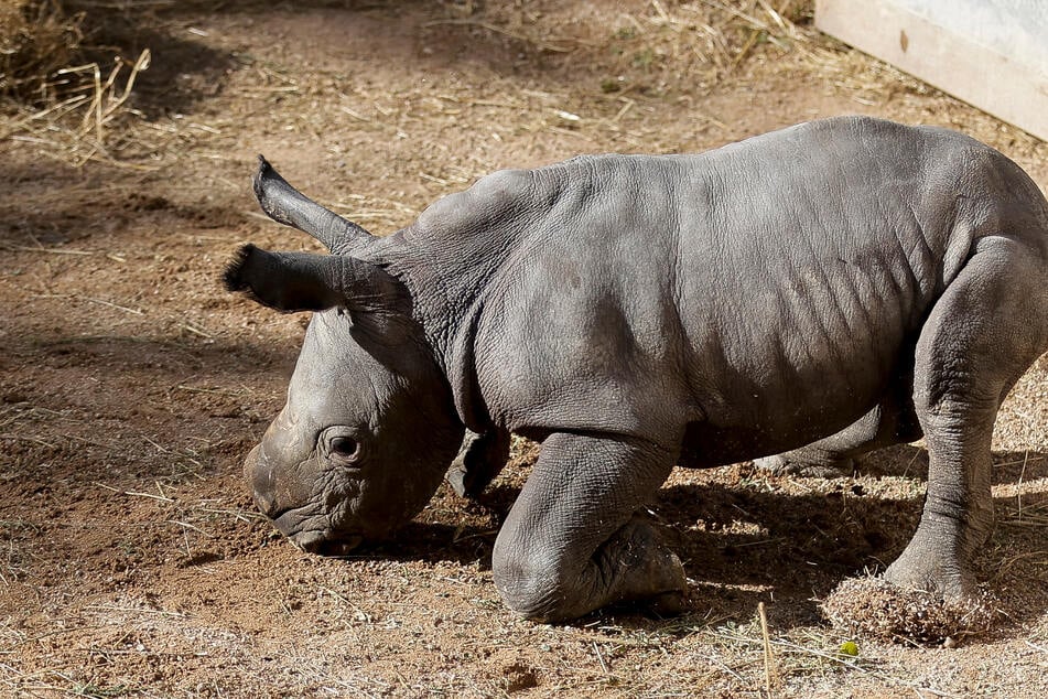Birth of baby white rhino marks major conservation success!