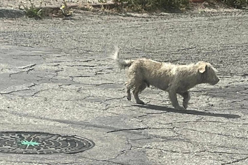 Dog rescuer says her "heart just sank" seeing abandoned pup's struggles