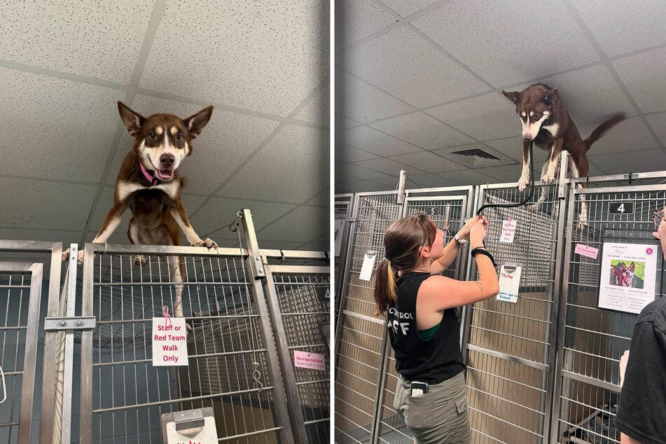 Maya the husky was pretty pleased with her escape. 