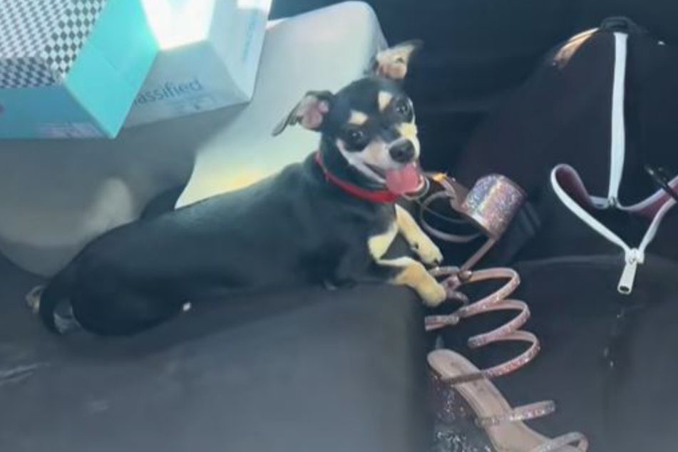 Dog saved from dangerously hot car as rescuer confronts owner