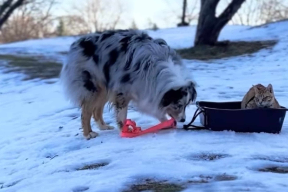 Dog and cat siblings play in the snow together in magical viral video!