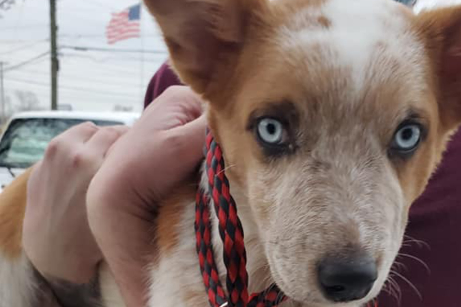 Puppy rescued after being severely abused and nearly thrown into river by his owner