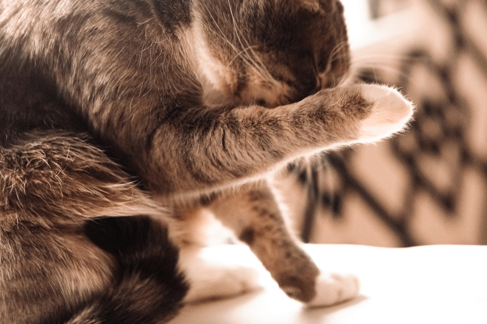 When cats vomit hairballs, they can swallow air and burp.
