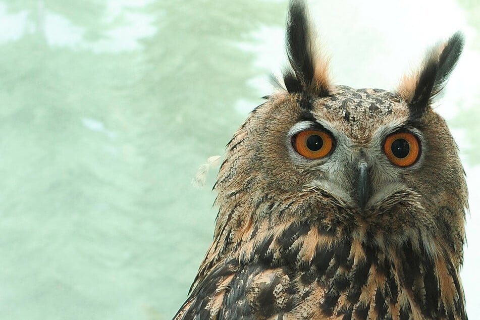 The Big Apple's beloved Eurasian eagle owl, Flaco, was a very sick bird when he flew into a building according to results from a recent autopsy.