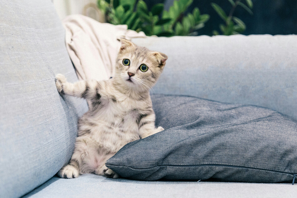 Choosing the right cat name might seem hard, but it's actually a joy.