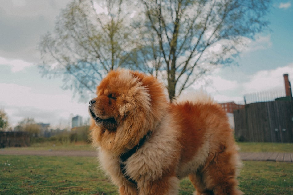 Chow-Chows are insanely beautiful, and are famous for their blue tongues.