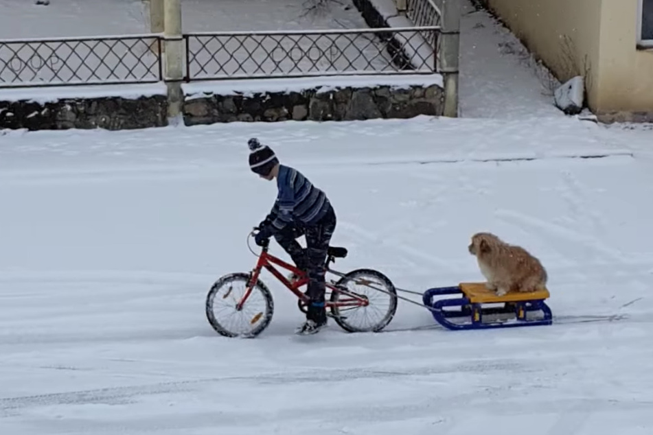 A fun and creative idea: what Pufi's walks look like right now.