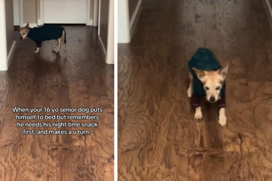 Senior dog nearly forgets most important part of bedtime routine in hilarious TikTok