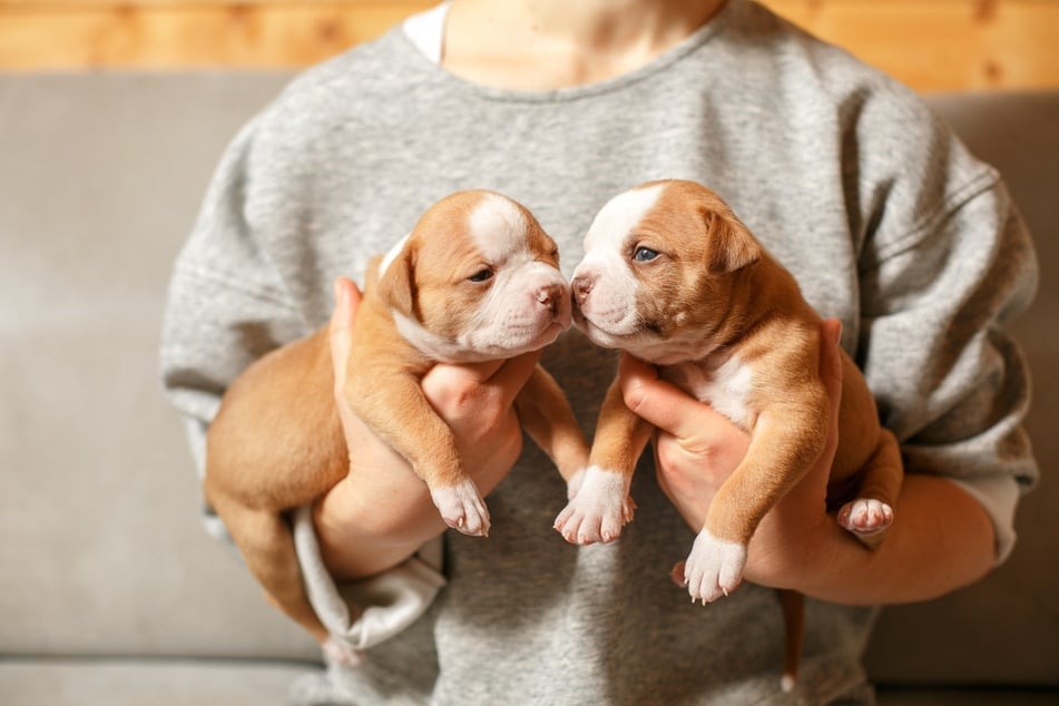 When can puppies leave their mom?