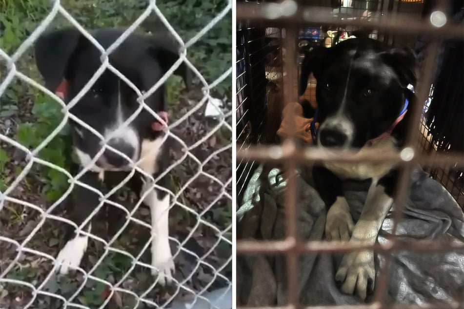 After her check-up, this pooch was placed with a foster family. She's still looking for a forever home.