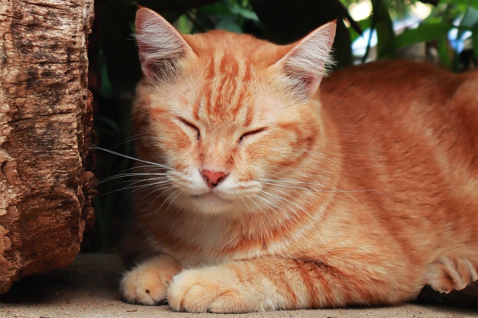 American shorthairs come super fluffy, and they're not the sharpest cookies either.