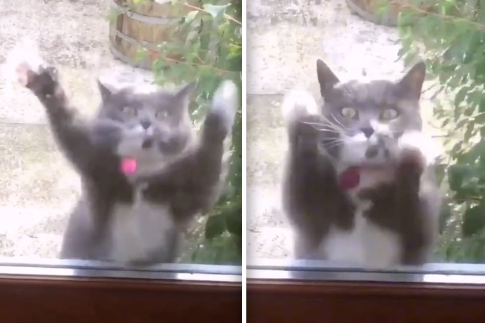Ketty knows no stopping and "dances" to EDM music.