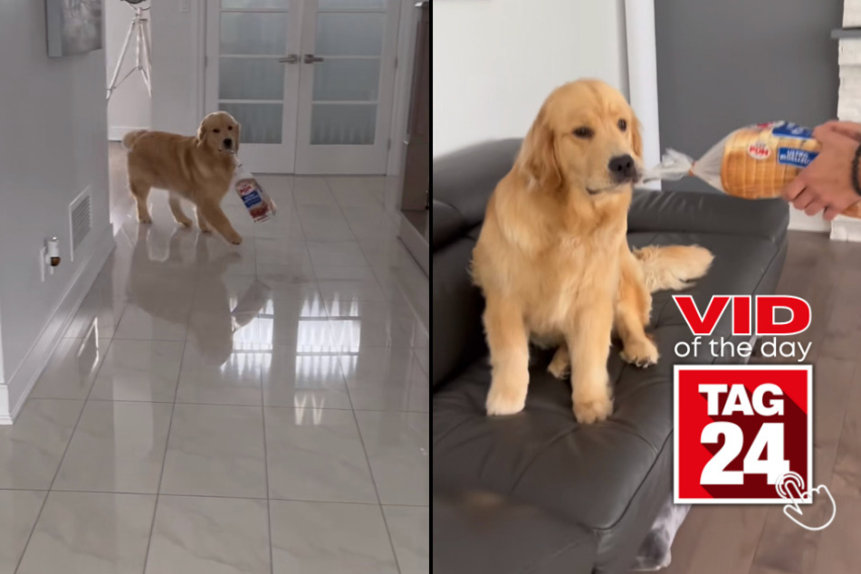 Viral Video of the Day for July 6, 2023: Golden retriever is a real breadwinner!