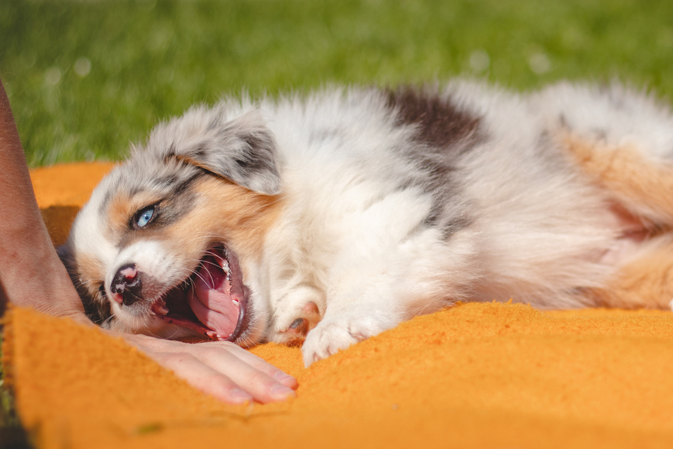 Puppies often bite due to teething, so keep them away from human babies.