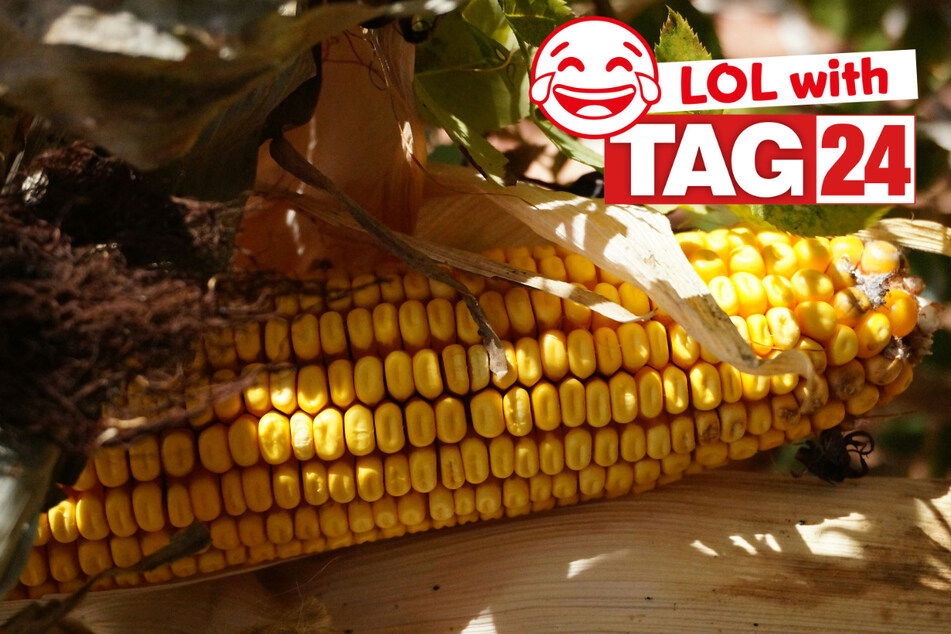 Joke of the Day for July 1, 2026: A very corny funny