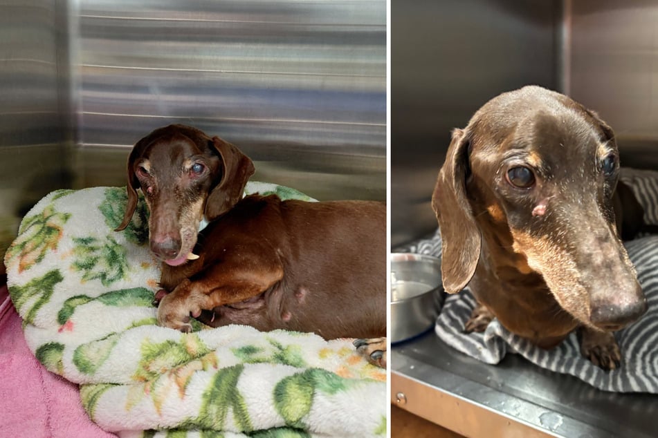 When a small elderly dog was brought to an animal shelter, it was initially thought to be a stray – but soon, a much more tragic truth was to come to light.
