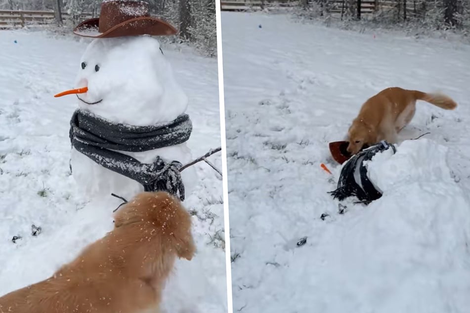 To add insult to injury, the cheeky dog grabs the snowman's carrot nose and eats it.