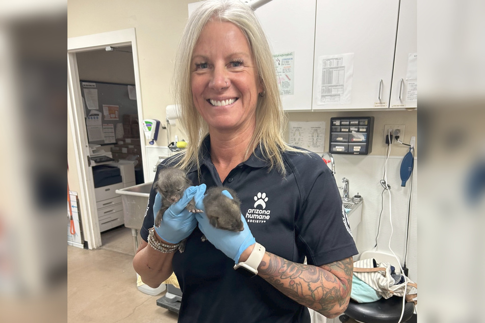 Jennifer Armbruster from the Arizona Humane Society loving took care of the cute gray foxes.